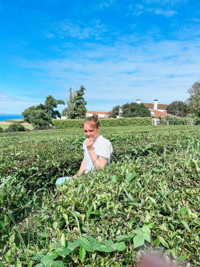 Cha Gorreana theeplantage sao miguel azoren